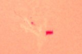 large sun spot in HA with a fly by