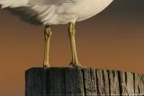 Ring-Billed Gull <i>Larus delawarensis</i>