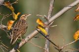 Eastern Meadowlark, female <i>Sturnella Magna</i>