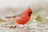 Northern Cardinal <i>Cardinalis Cardinalis</i>