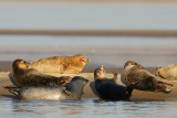 Harbor Seals <i>Phoca Vitulina</i>