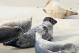 Female Hooded Seal <i>Cystophora cristata</i>