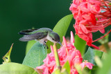 Vervain Hummingbird <i>Mellisuga minima</i>