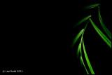 Fronds
