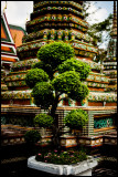 Overgrown Bonsai