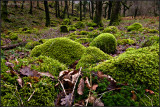 Green Mounds