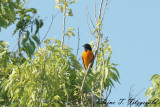 Orchard Oriole