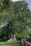 Bodhitree