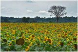 sunflowerTree1.jpg
