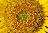 sunflowerHead1.jpg