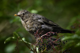 Juvenile Blackbird