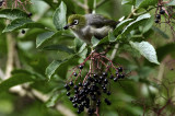 Waxeye