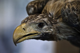 Golden Eagle (Aquila chrysaetos)