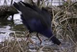 Pukeko