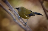 Koremako - The Bellbird