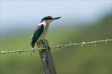 Kotari, The Kingfisher