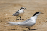 Tara, The White Fronted Tern & Chick