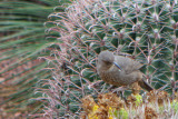 prickly perch