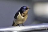 Barn Swallow