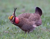 Lesser Prairie Chicken (M)