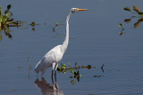 Great Egret (ardea alba)