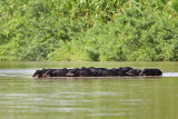Peccaries Crossing River (collared peccary tayassu pecari tajacu)