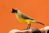 Cattle Tyrant with Insect (machetornis rixosa)