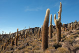 Incahuasi Island: Giant Cacti