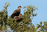 Southern Crested Caracaras