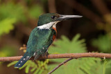 Green Kingfisher (todiramphus sanctus)