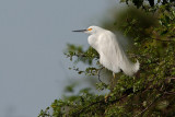 Snowy Egret (egretta thula)