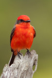 Vermilion Flycatcher (pyrocephalus rubinus)