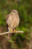 Roadside Hawk (buteo magnirostris)