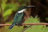 Green Kingfisher (todiramphus sanctus)