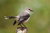 Tropical Mockingbird (mimus gilvus)