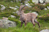 Flegere - Lac Blanc Trek: Ibex