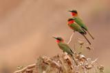 Red-throated Bee-eaters (merops bullocki)