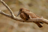 Hamerkop on Branch (scopus umbretta)