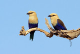 Blue-bellied Rollers