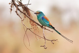 Abyssinian Roller (coracias abyssinicus)
