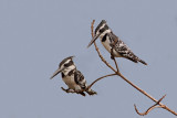 Pied Kingfishers