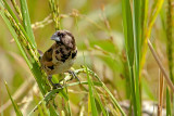 Bronze Mannikin in Rice