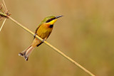 Little Bee-eater (merops pusillus)