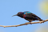 Splendid Sunbird (cinnyris coccinigaster)