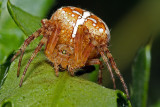 Cross Spider / Garden Spider (araneus diadematus)