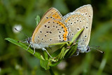 Sex on Leaves / Common Blue (polyommatus icarus)