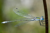 Emerald Damselfly (lestes sponsa)