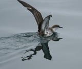 Greater Shearwater