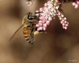P4021870 Honey Bee