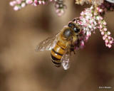 P4021869 Honey Bee